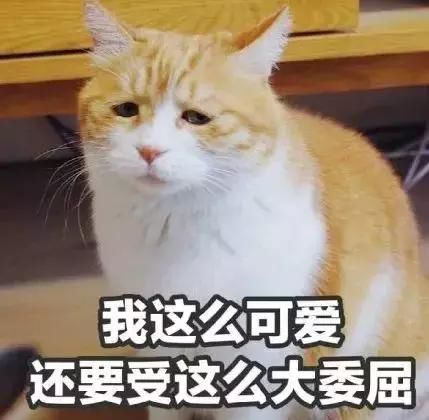 渣男最常用的4种猫咪微信表情包