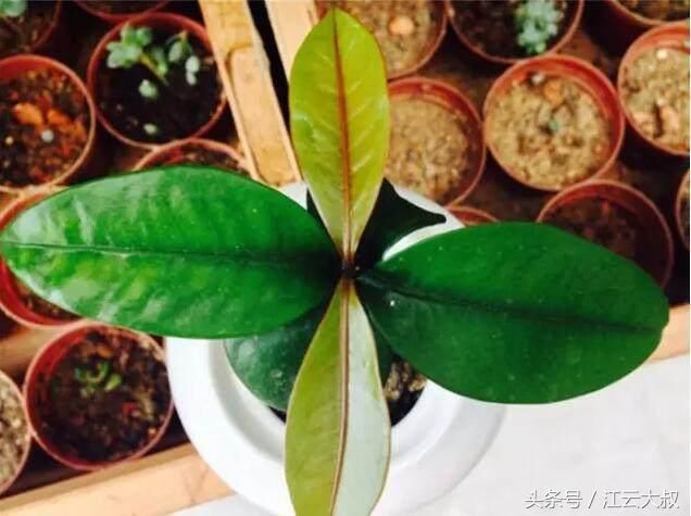 4,榴莲种植的盆栽
