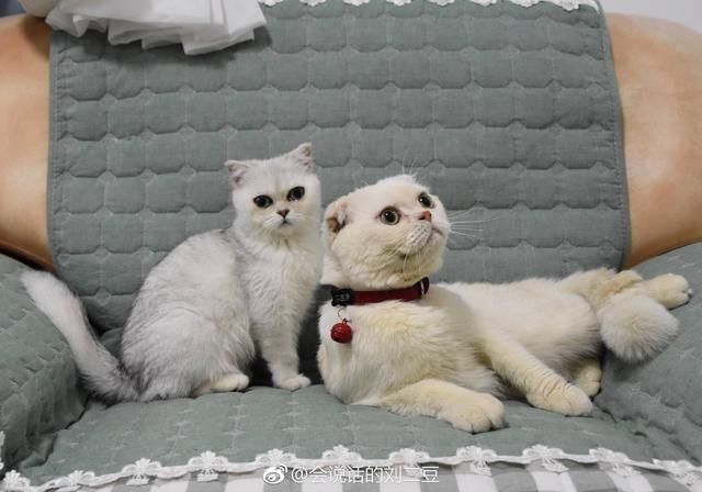 刘二豆和瓜子抖音ID是什么?