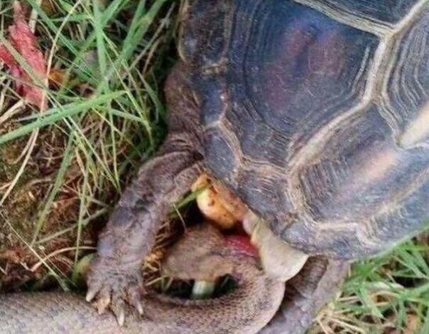 梦境交织，解析梦到蛇与乌龟扑的深层含义