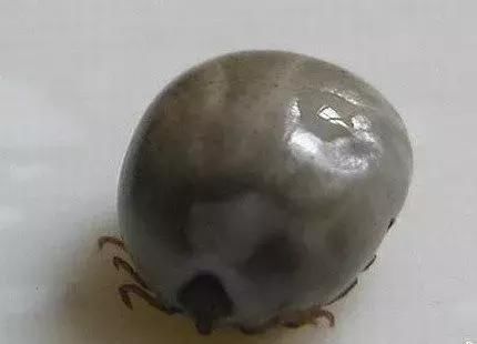 宝宝碰到它皮肤大面积红肿,脓包,这种虫子,夏天真的要小心