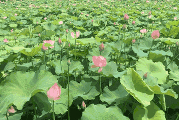 357_240gif 动态图 动图