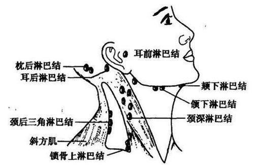 浅表淋巴结肿大除了在耳后,在颈,颌下,枕后,耳前,腹股沟也是会出现的