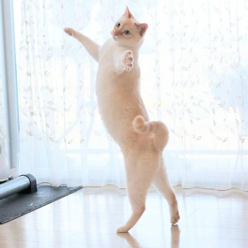网友遇到一只爱跳舞的猫咪,优雅的不像话,还能做高难度动作
