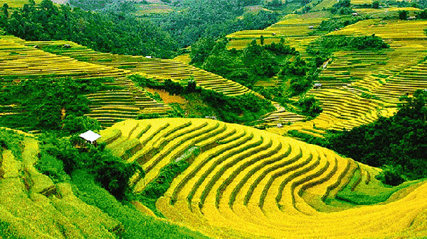 壁纸 成片种植 风景 植物 种植基地 桌面 600_337 gif 动态图 动图