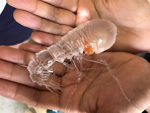 对于这只神奇的透明虾,生物学家表示其学名应该是cystisoma,是一种和