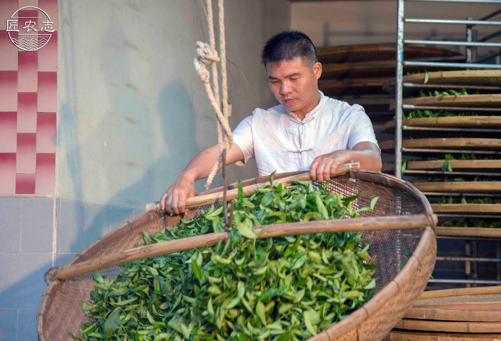 (章师傅在进行茶叶摇青) 章师傅在铁观音的种植,加工,制作,拼配等