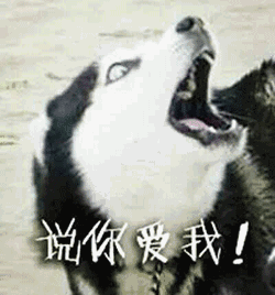 表情包|激情四射的狗子二哈,正冲你扭动狂舞!