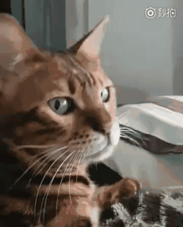 这简直太形象了,你的女朋友生气也是这样吗?