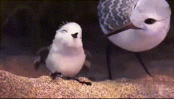 皮克斯动画奥斯卡的《鹬》,感悟很多,对小孩和职场的我们都有用