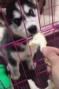 10.狗子:我特么混口饭吃也不容易啊!