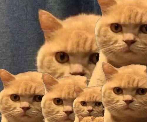 为了给橘猫减肥控制食量,主人买了自动喂猫器,结果笑喷了