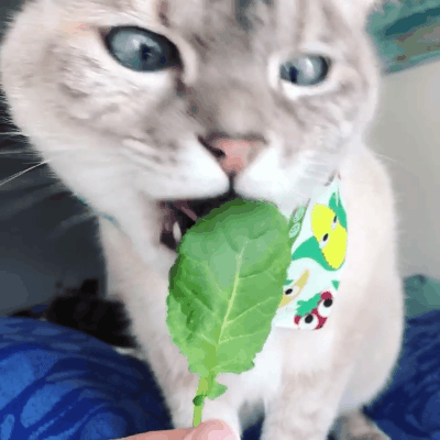 喵星人gif图 : 这位推主,总是把他家的猫拍的非常鬼畜