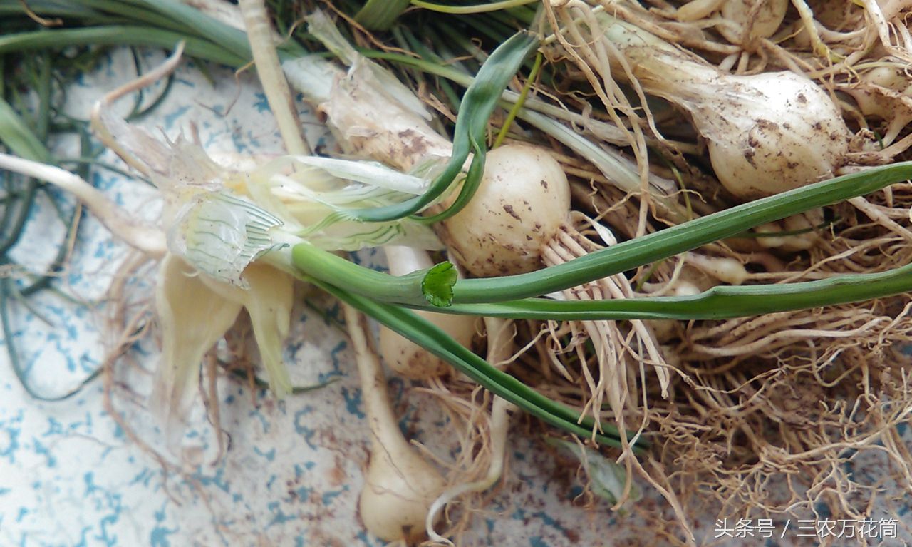 农村这野菜,像韭像蒜又像葱,到底是啥又叫啥?