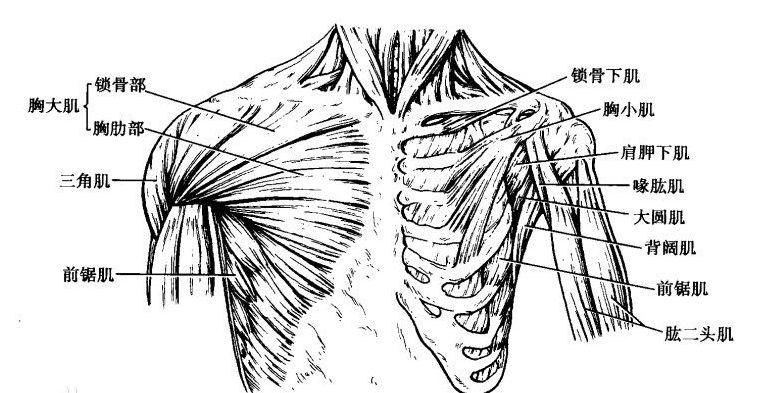 (下图红色部分为胸肌) 部位: 胸大肌(pectoralis major)位置表浅,覆盖