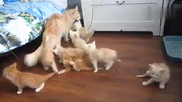 猫妈给猫崽示范跳跃,大猫咪一个落地!吓得猫崽们瞬间杰瑞附身