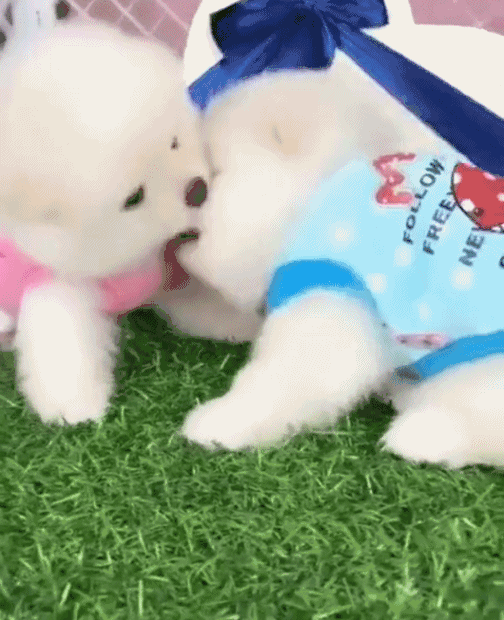 壁纸 动物 狗 狗狗 504_620 gif 动态图 动图