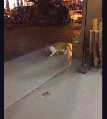 可爱橘猫走滑步,看来mj又多了一个死忠粉