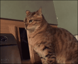 壁纸 动物 狗 狗狗 猫 猫咪 小猫 桌面 330_270 gif 动态图 动图