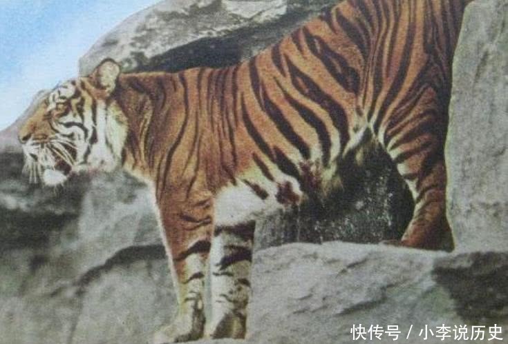 新疆虎,据称新疆虎第一次记述是在19世纪70年代,一般被认为是分布在