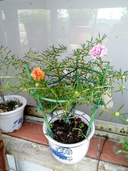仙人掌嫁接蟹爪兰开3米的花瀑布,太阳花嫁接成花树,一招就搞定