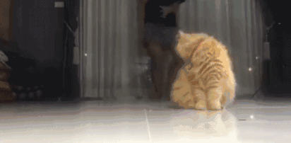 天气回暖,出门在外,小心猫咪