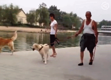 爱打架的金毛冲着水里的狗嚷嚷,主人一脚把它踢下水,这表情亮了