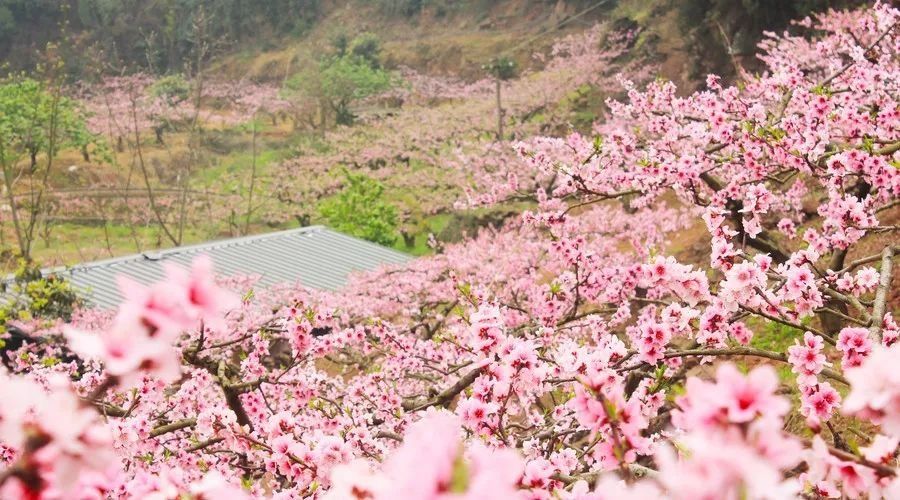 一部《三生三世十里桃花》让无数女粉丝沉醉不已.