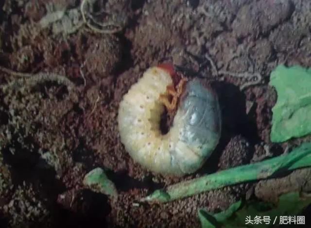 气温回升 要种玉米了 地里的蛴螬 土蚕啃食玉米苗 咋防治 财易搜 专业的财经门户网站