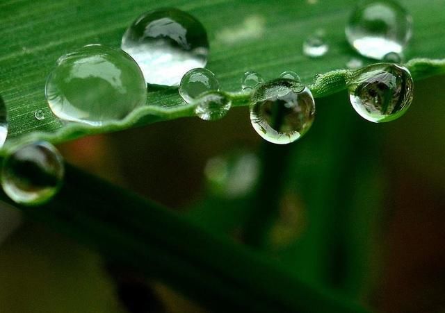 雨露甘泉是什么 关于雨露甘泉的详细介绍