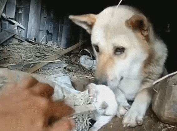 壁纸 动物 狗 狗狗 568_422 gif 动态图 动图