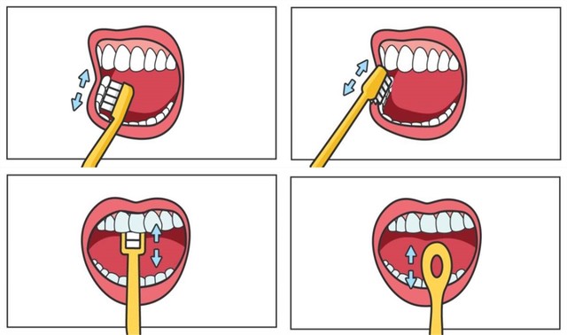 小牙齿大学问!正确的刷牙方式解析