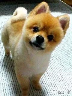 养一只博美不仅能享受博美的美还能同时享受柴犬的萌