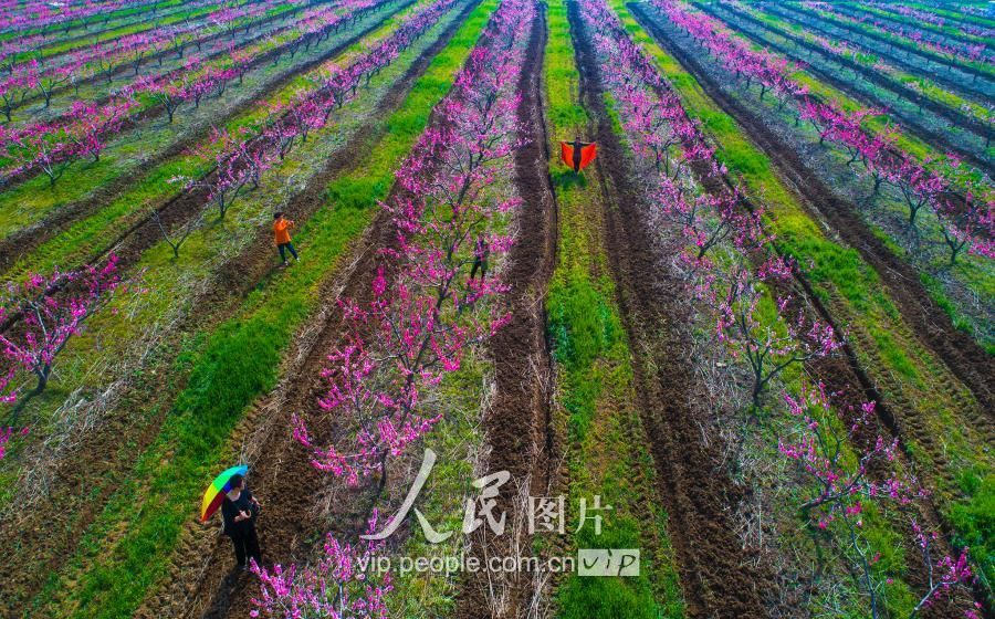 5.2018年3月29日,春光明媚,泗洪县陈圩乡黄桃,水蜜桃进入盛花期.