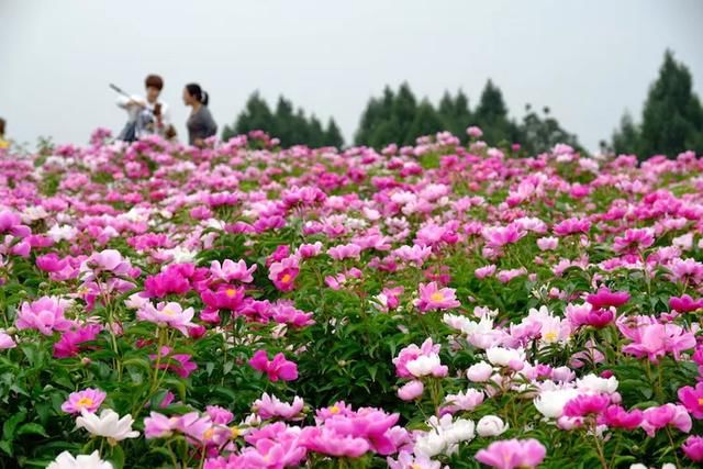 到中国芍药之乡美丽中江赏花