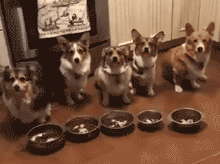 就你这智商,基本是告别吃饭了