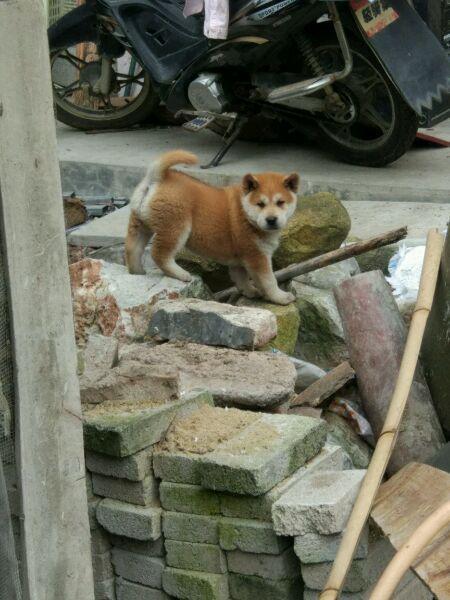 也可能是土狗串秋田【柴犬在日本也是土狗,没什