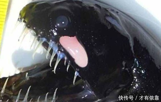 本来这生物叫黑巨口鱼,一般都在深海区域.