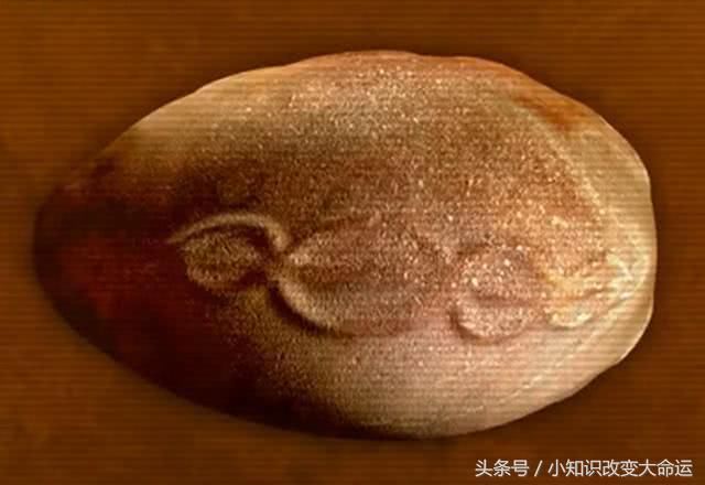 这个7000年前的"宇宙蛋"上面刻着最原始的dna图解