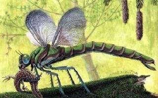 古蜻蜓,也称巨蜻蜓,生活在三亿年前石炭纪.