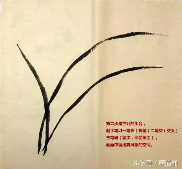 画兰以叶为先,起首一笔,有钉头,鼠尾,螳螂肚之法.
