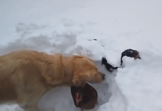 金毛解救被冻坏的母鸡,眼尖的网友:差点被骗!
