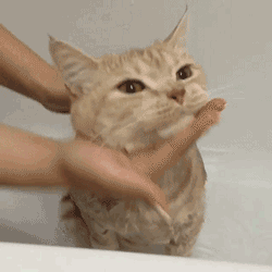 本猫已生无可恋,铲屎的你掂量着办吧!