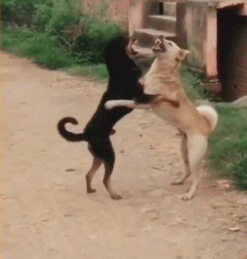 壁纸 动物 狗 狗狗 355_372 gif 动态图 动图