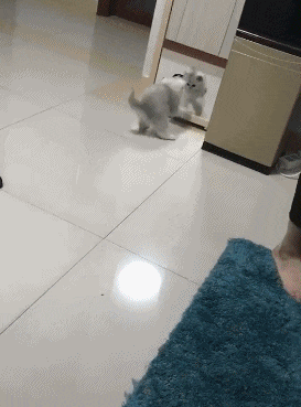 1. 喵星人:你出来,咱俩尬舞!