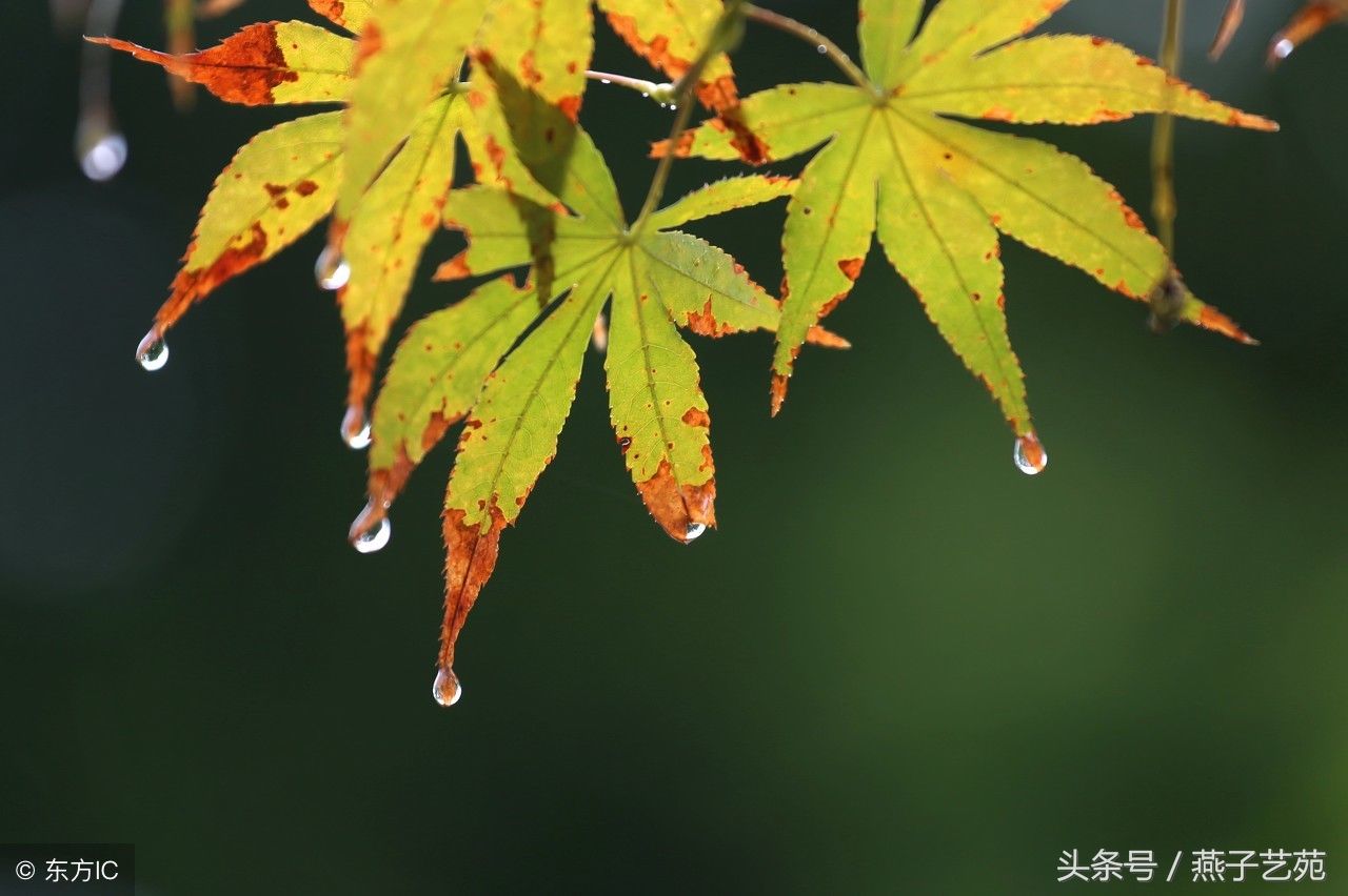 一场秋雨,风光美如画