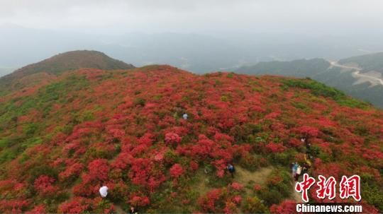 航拍江西石城高山万亩杜鹃花海 如歌如画意境悠然