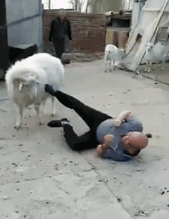 搞笑gif图:羊兄算了算了,饶了他这一回吧!