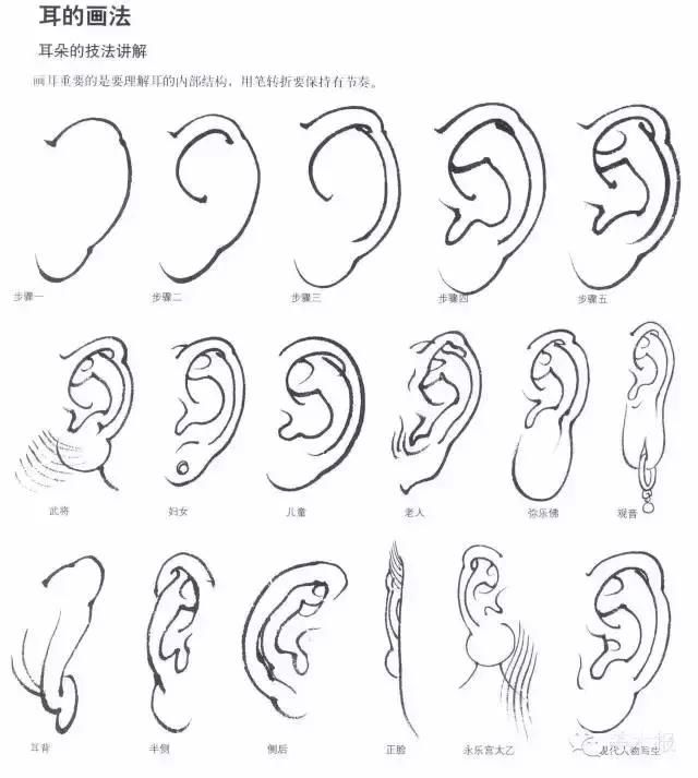 ▍耳 画耳最重要的是要理解耳的内部结构,用笔转折要保持有节奏.