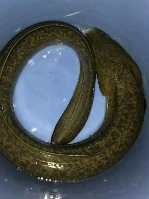 一条卖上万?江鳗,可能是长江最贵的鱼,古人称为"江龙"